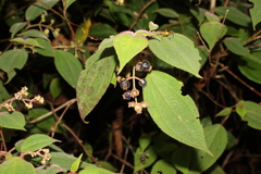 Miconia bullosa