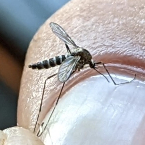 American rock pool mosquito photo 5