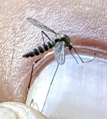 Aedes atropalpus