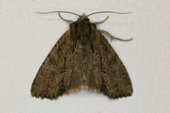 Apamea cariosa