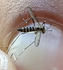 Aedes atropalpus