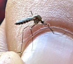 Aedes atropalpus