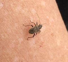 Demotina modesta
