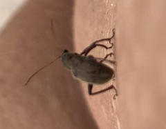 Demotina modesta