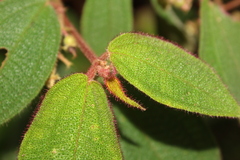 Miconia bullosa