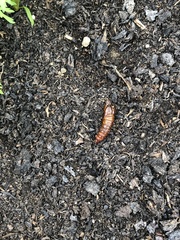 Eichlinia cucurbitae