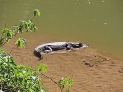 Caiman yacare