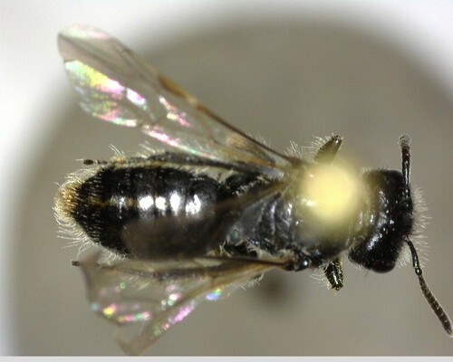 iNaturalist observation photo of Panurginus