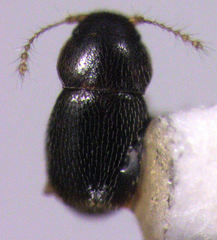 Ptinella ferruginea
