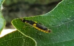 Trypherus frisoni