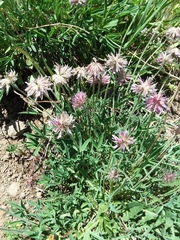Trifolium attenuatum