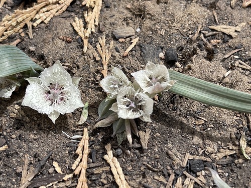 Image of Calochortus westonii by (c) Dee Shea Himes, some rights reserved (CC BY)
