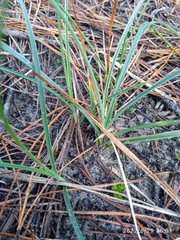 Carex pumila