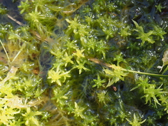 Sphagnum pacificum