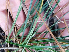 Carex pumila