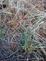 Carex pumila
