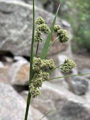 Scirpus pallidus