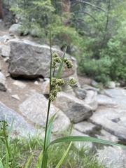 Scirpus pallidus