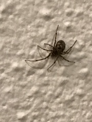 Steatoda triangulosa