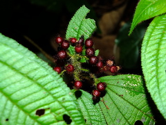 Miconia agrestis