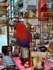 Eclectus