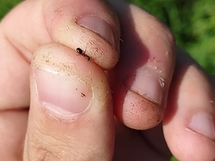 Dolichoderus plagiatus