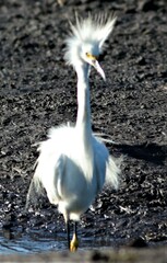 Egretta thula image