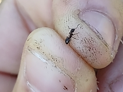 Dolichoderus plagiatus