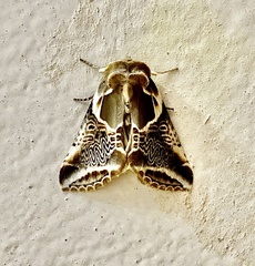 Habrosyne scripta