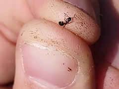 Dolichoderus plagiatus