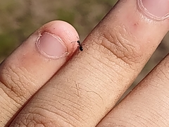 Dolichoderus plagiatus