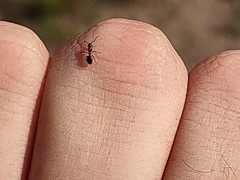 Dolichoderus plagiatus