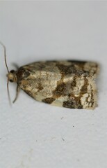 Archips mortuana