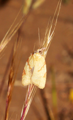 Sparganothis senecionana