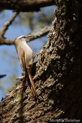 Cranioleuca pyrrhophia