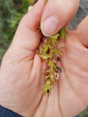 Mecinus janthiniformis