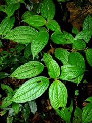 Miconia agrestis