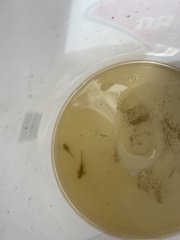 Ambystoma macrodactylum