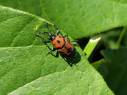 Cocklebur Weevil photo 5