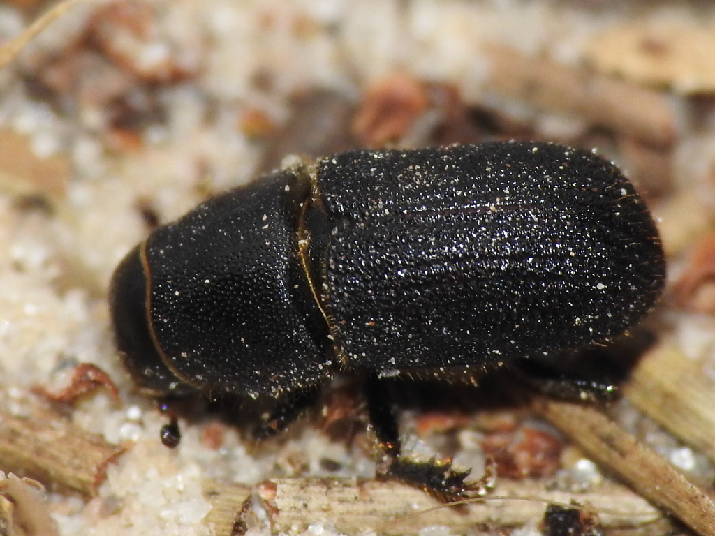 Black Turpentine Beetle