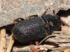 Dendroctonus terebrans