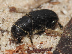 Dendroctonus terebrans
