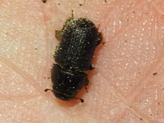 Dendroctonus terebrans