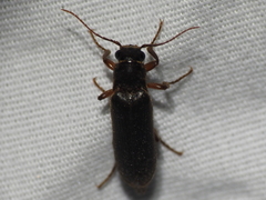 Selonodon