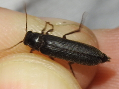 Selonodon