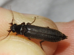 Selonodon