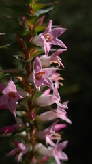 Epacris purpurascens
