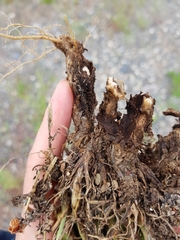 Cyphocleonus achates