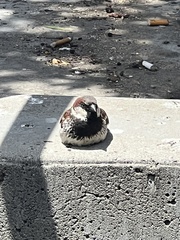 Passer domesticus