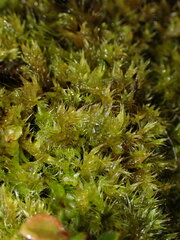 Herzogiella adscendens